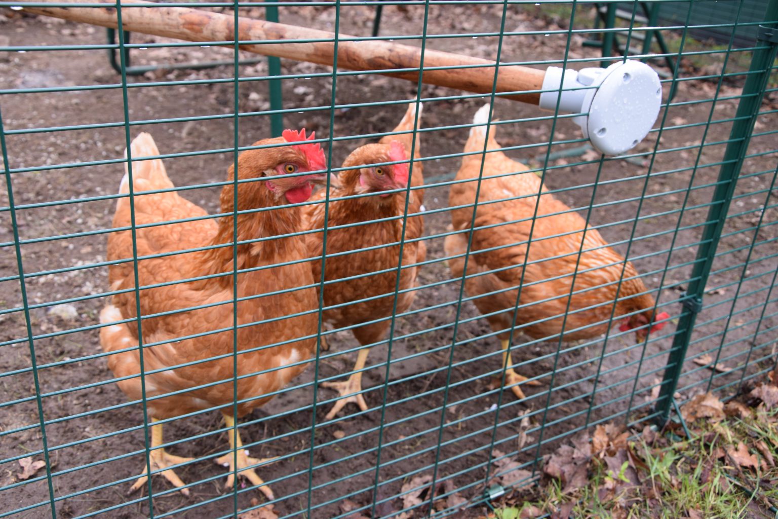 School Chickens March 2021 Widford Lodge